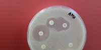 Antibiograma Antibiograma